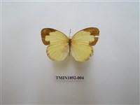 藏品(亮色黃蝶)的圖片